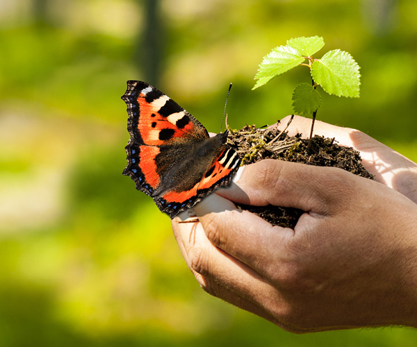 Butterfly House