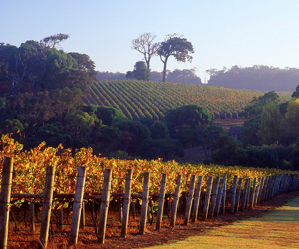 Swan Valley