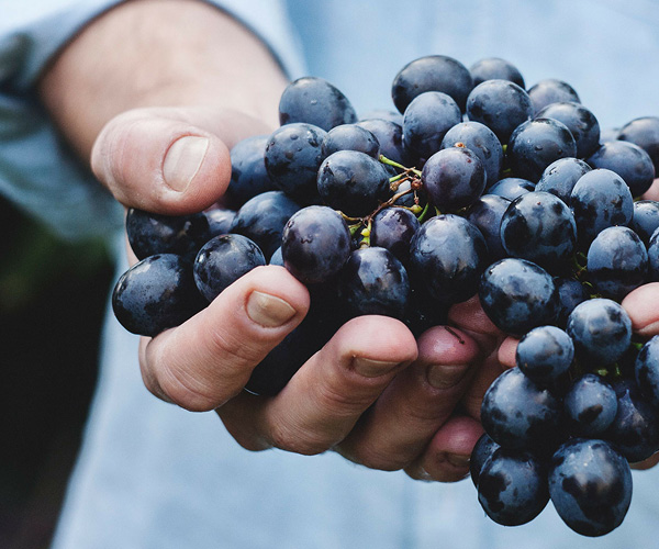 Wolseley Wines