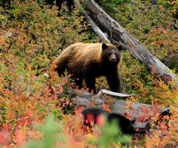 Bear Viewing