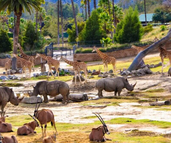 San Diego Zoo Safari Park