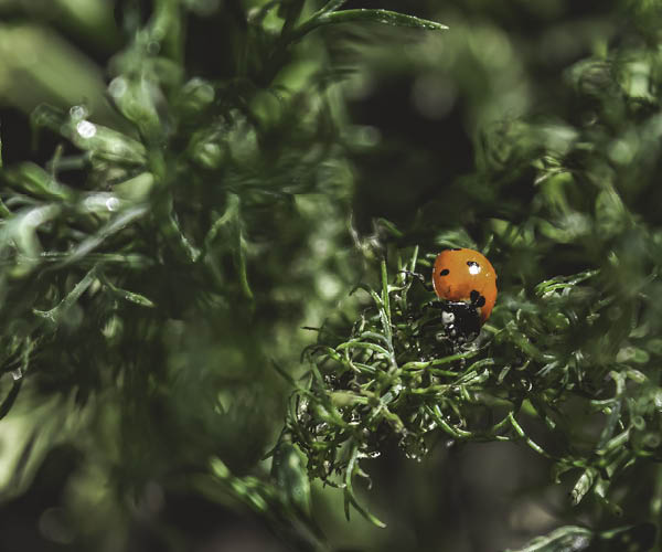 Victoria Bug Zoo