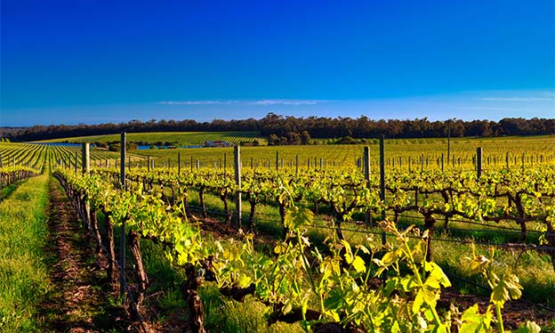 Vineyard at Margaret River in spring