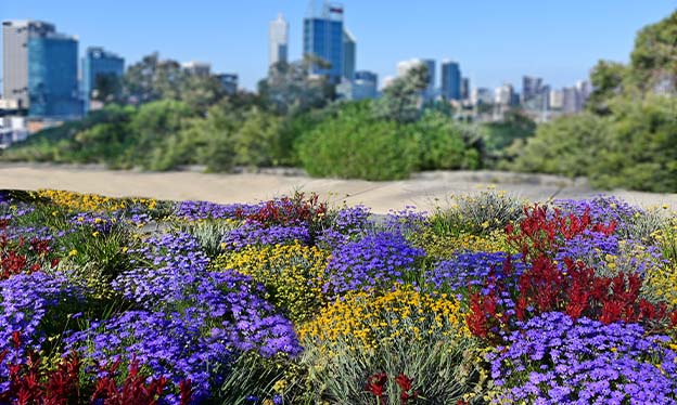 Wildflowers in bloom at Kings Park Festival, Perth