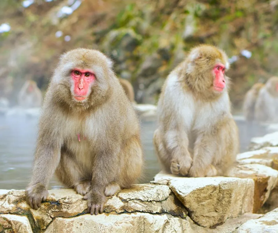 Jigokudani Monkey Park