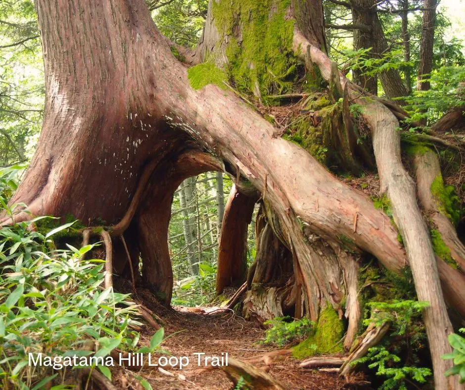 Magatama Hill Loop Trail