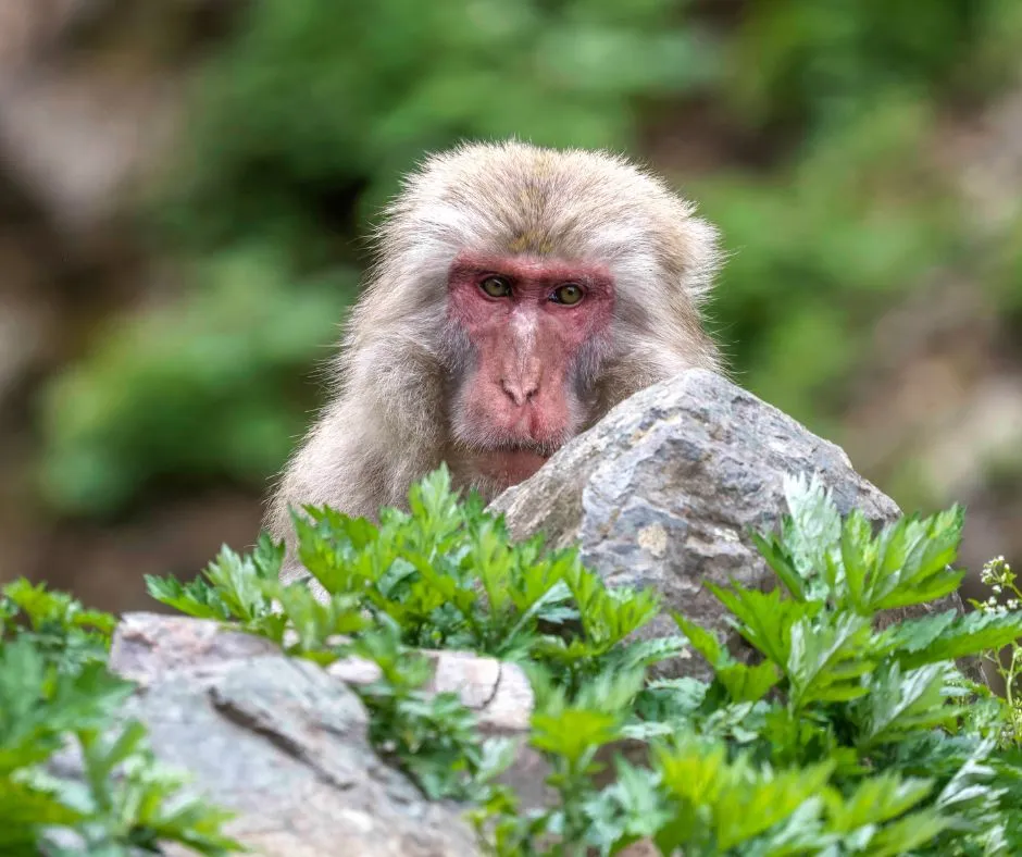 Monkey at Jigokudani
