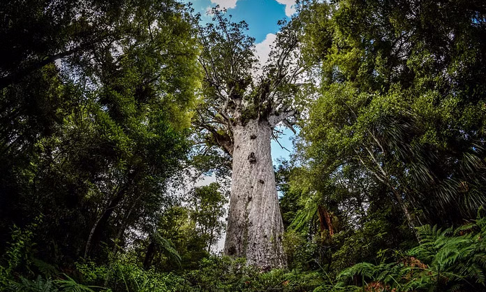 View of Tāne Mahuta, the giant kauri tree in Waipoua Forest, Northland, New Zealand