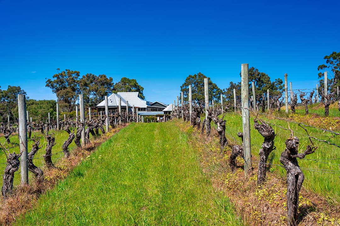 Vasse Felix Winery vineyard and cellar door in Margaret River